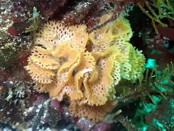 Lattice Work Bryozoan