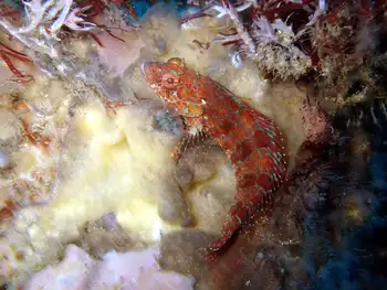 Mottled Scorpion Fish