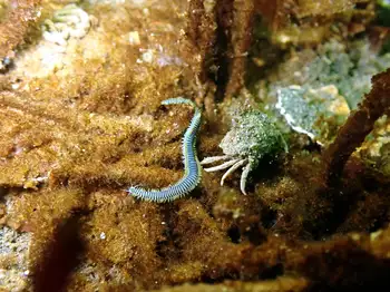 Bobbit Worm