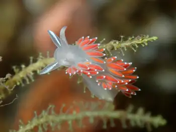 Red Gilled Nudibranch
