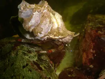 Bering Hermit Crab