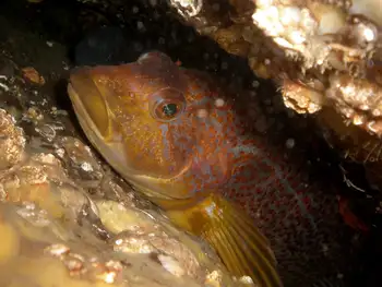 Female Kelp Greenling