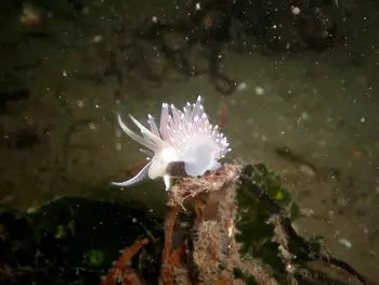 Red Flabellina Nudibranch