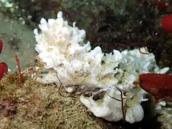 Sponge