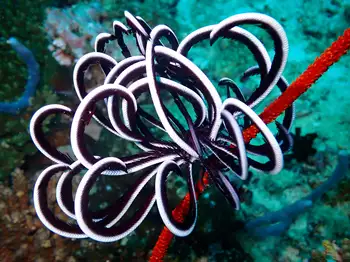 Noble Feather Star