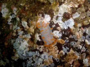 Modest Clown Nudibranch