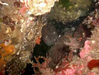 Wolf Eel
