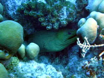 Green Moray Eel