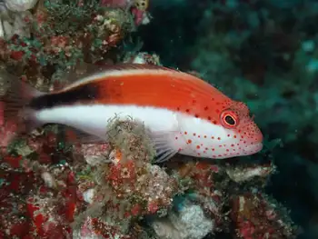 Freckled Hawkfish