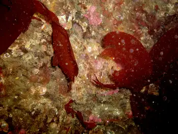 Red Octopus