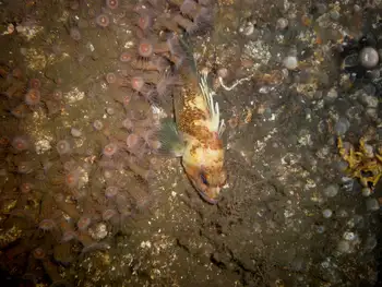 Orange Zoanthids