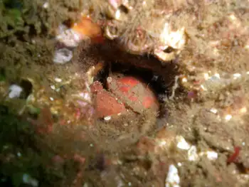 Pygmy Rock Crab