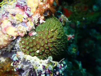 Coral