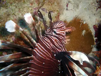 Lionfish