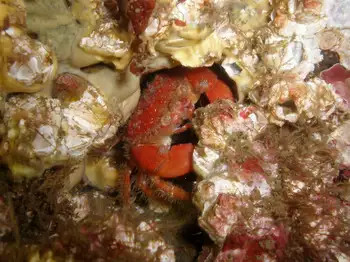 Pygmy Rock Crab