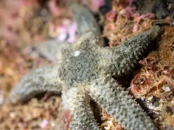 Six Rayed Star