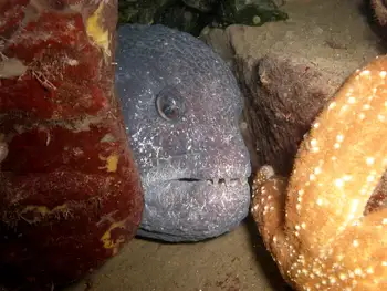 Wolf Eel