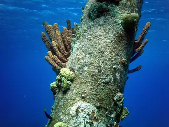 brown tube sponge