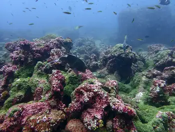 Coral
