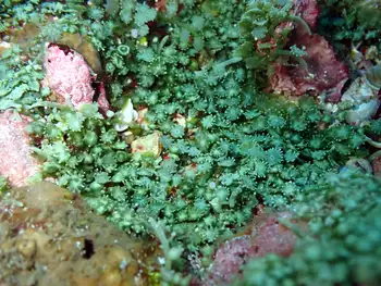 Coral