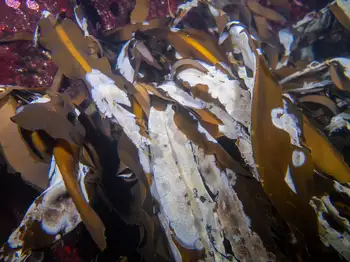 Kelp Lace Bryozoans