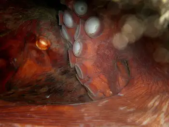 Giant Pacific Octopus