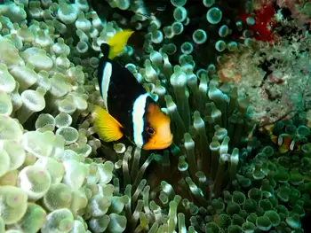 northern indian anemone fish