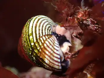 Snail