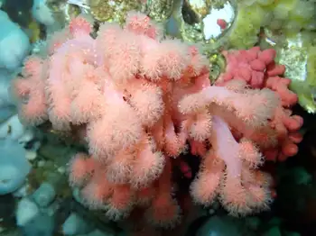 Red Soft Coral