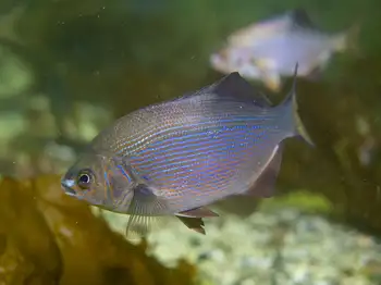 striped perch