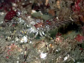 Coonstripe Shrimp