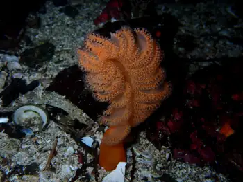 Ptilosarcus gurneyi Sea Pen