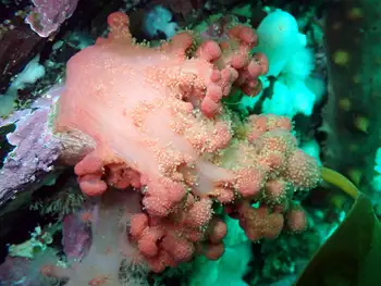 Red Soft Coral