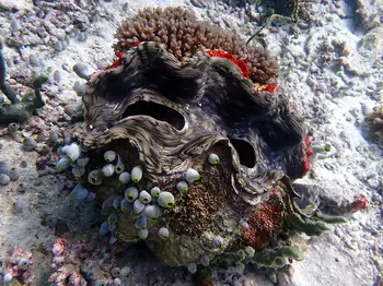 large giant clam