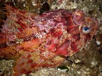 red irish lord sculpin