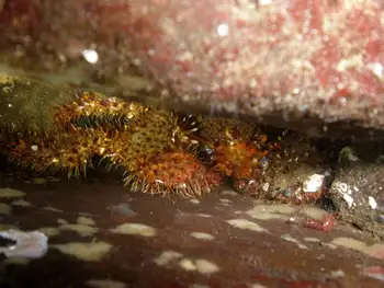 Spiny Lithoid Crab