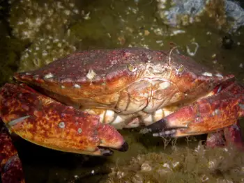 Red Rock Crab