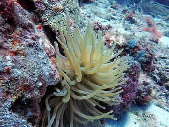 Giant Anemone
