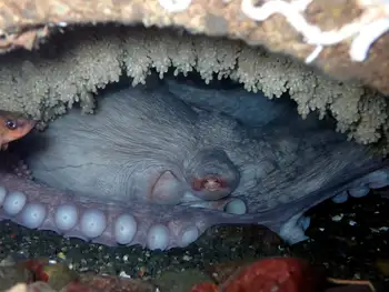 Eggs Giant Pacific Octopus