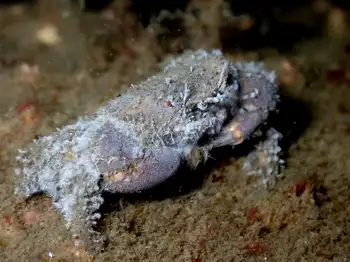 black clawed crab