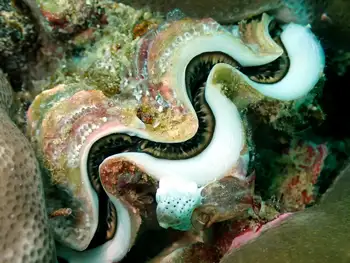 Crocus Giant Clam