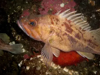 Rockfish