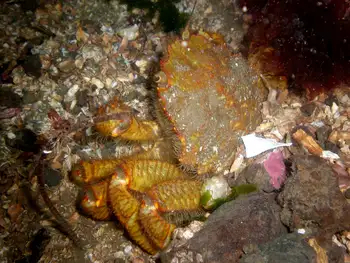Helmet Crab