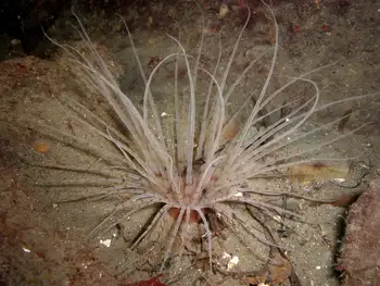 Tube Dwelling Anemone