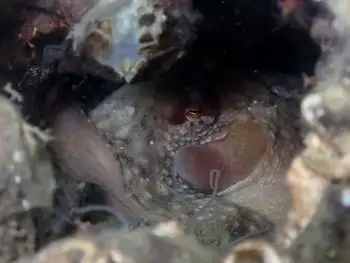 Red Octopus