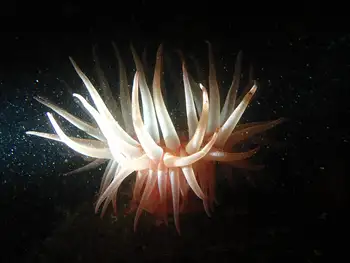 Crimson Anemone