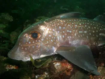 Ratfish