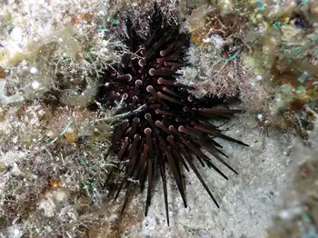rock boring urchin