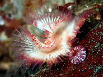 Red Trumpet Calcareous Tube Worm