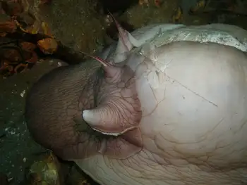 Moon Snail